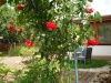 Wunderschöne Rosen im Garten der Ferienwohnung