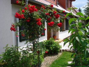 Außenansicht mit Rosen - kleine Freude für Urlauber und Naturliebhaber